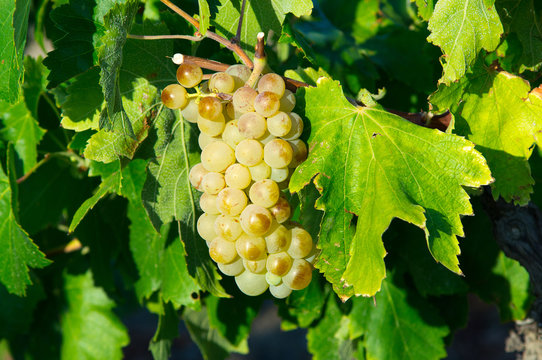 White grape from south of France
