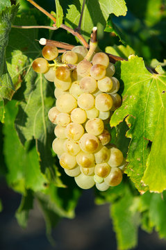 White grape AOC Maury