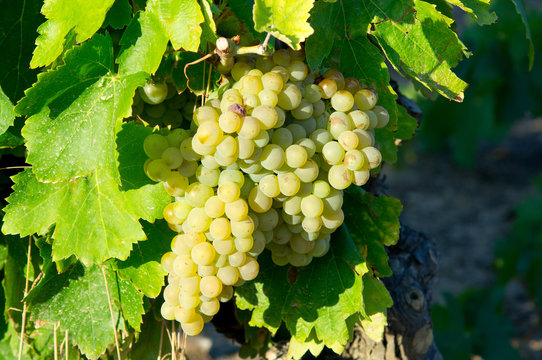 White grape from South of France
