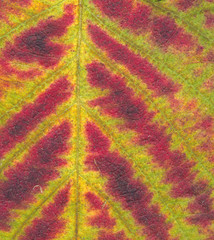 blackberry plant autumn leaf colorful background