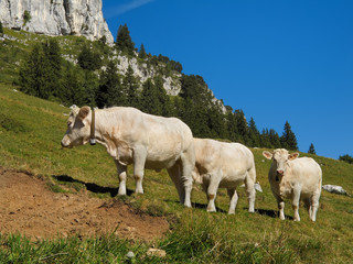 troupeau de vaches en montagne,nature,agriculture