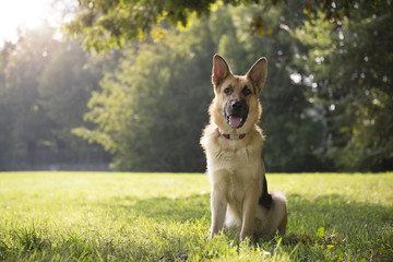 young purebreed alsatian dog in park