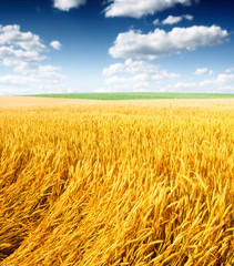 Naklejka premium Wheat field against a blue sky