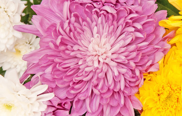 Obraz premium chrysanthemum