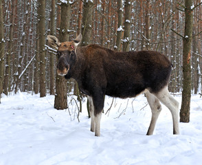 Portrait Elk