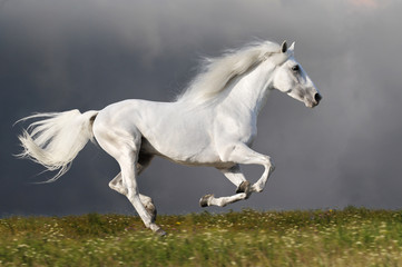 Fototapeta na wymiar Biały koń biegnie na ciemnym tle nieba