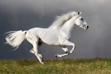 Fototapete Reiten White horse runs on the dark sky background