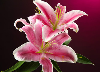 beautiful lily, on pink background