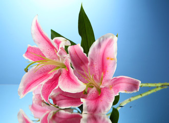 beautiful pink lily, on blue background