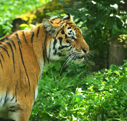 Tigers