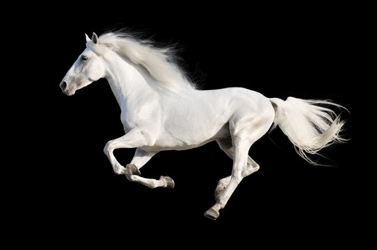 White horse runs gallop isolated on the black