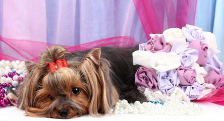 Beautiful yorkshire terrier on background fabric