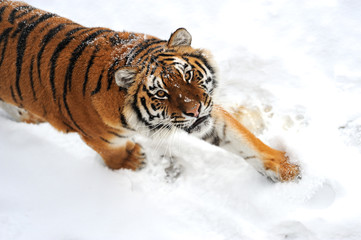 Tiger winter