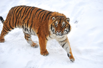 Fototapeta na wymiar Tygrysy