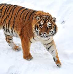 Fototapeta premium Tigers