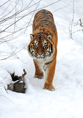 Naklejka premium Tiger winter