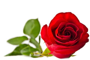 Red rose on the white
