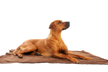 rhodesian ridgeback