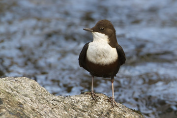 Cincle plongeur au bord dans son élément naturel