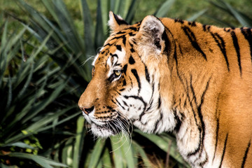 Tigre