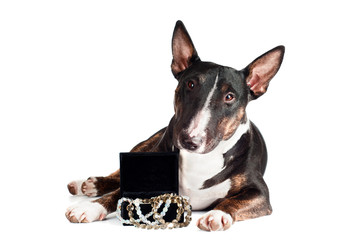 black dog with a box of jewelry