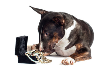 english bull terrier dog with a box and necklace