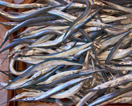 fresh garfish (sea needle) for sale