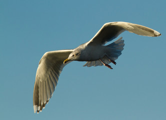 Seagull in flight