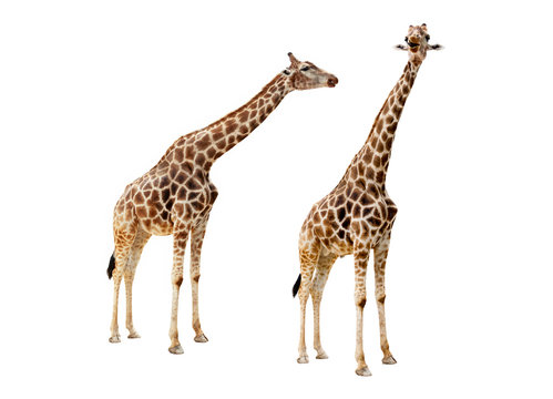 Giraffe couple cutout