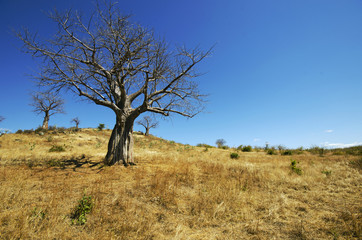 Baobabs in the dry season