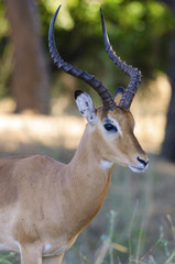 Male impala in Ruaha NP Tanzania