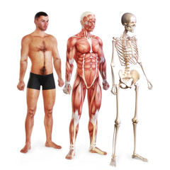 Fototapeta na wymiar Male illustration of skin, muscle and skeletal systems
