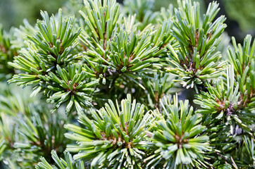 The branches of fir tree