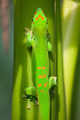 Green gecko