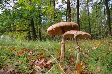 Riesenschirmpilz - Parasol mushroom 22