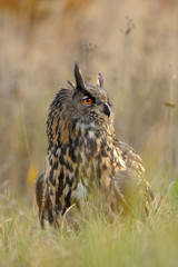Eurasian Eagle-Owl in grass © Stanislav Duben