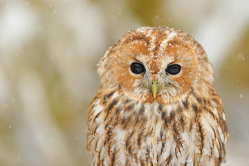 Tawny owl portrait