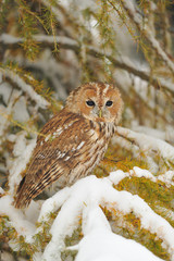 Tawny owl in winter