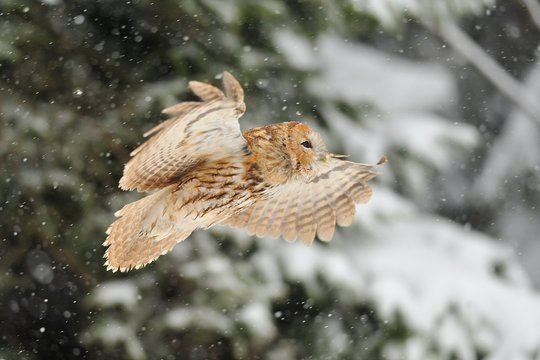 Flying tawny owl