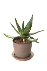 potted aloe vera plant