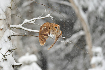 Flying tawny owl