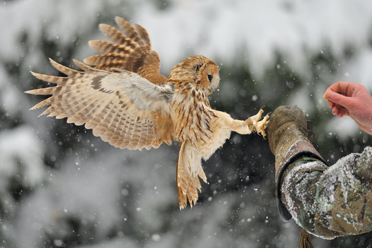 Landing tawny owl on glove