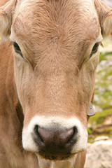 Dolomites Italy beauty, cow in Tre cime di Lavaredo - Closeup