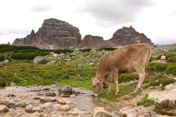Dolomites Italy beauty, cow drinking at the stream on the Tre ci