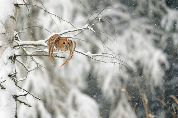 Flying tawny owl
