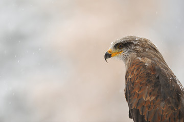 Isolated black Kite portrait