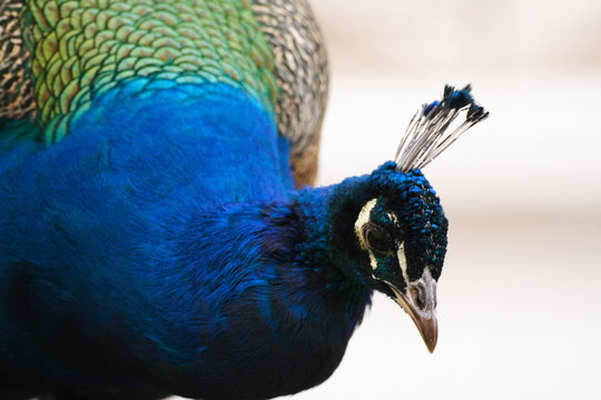 Peacock