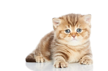 British Shorthair kitten cat isolated