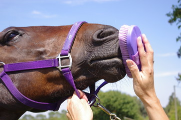 Female groom cleaning horses muzzle