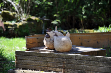 H&uuml;hnchen im Garten